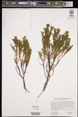 Ericameria laricifolia image