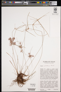 Cyperus retroflexus image