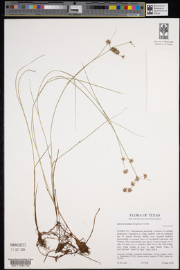 Juncus texanus image