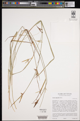 Scleria oligantha image