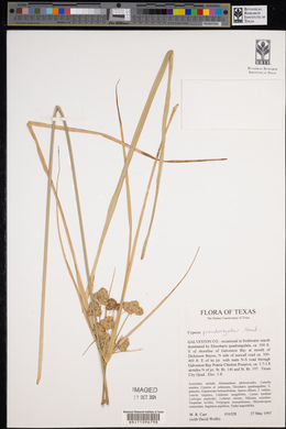 Cyperus pseudovegetus image