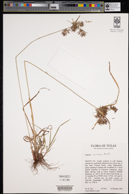 Cyperus retroflexus image