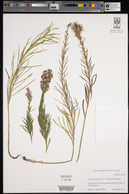 Liatris glandulosa image