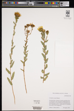 Grindelia texana image