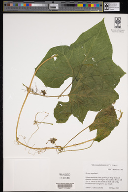 Sicyos angulatus image