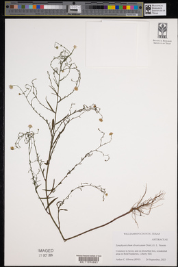 Symphyotrichum subulatum var. ligulatum image