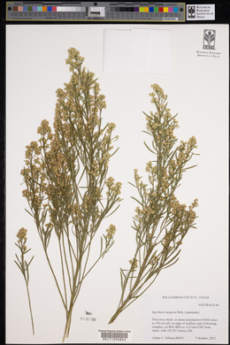 Baccharis neglecta image