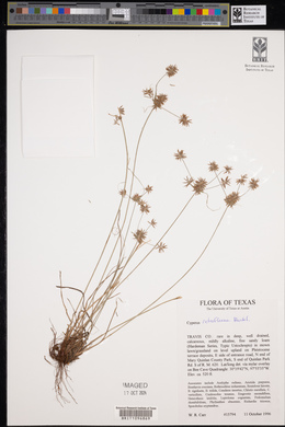 Cyperus retroflexus image