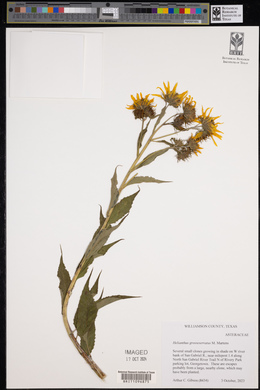 Helianthus grosseserratus image