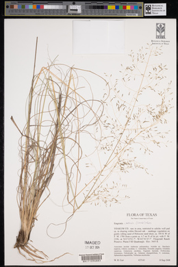 Eragrostis curvula image