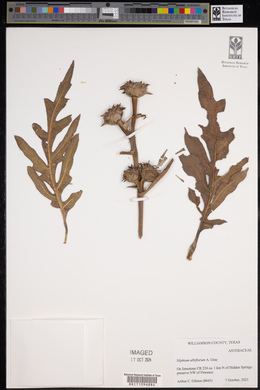 Silphium albiflorum image