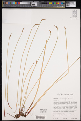 Eleocharis macrostachya image