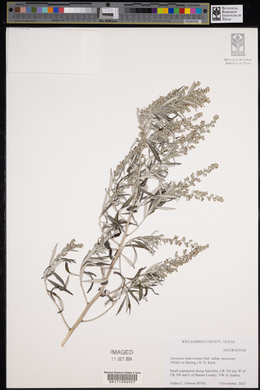 Artemisia ludoviciana subsp. mexicana image