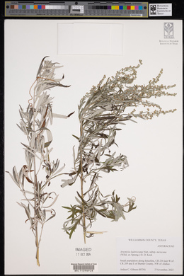 Artemisia ludoviciana subsp. mexicana image