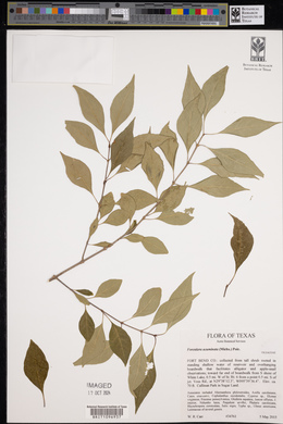 Forestiera acuminata image