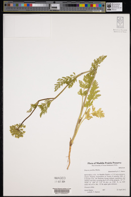 Daucus pusillus image