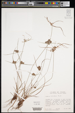 Cyperus retroflexus image