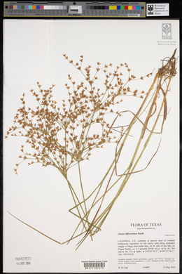 Juncus diffusissimus image