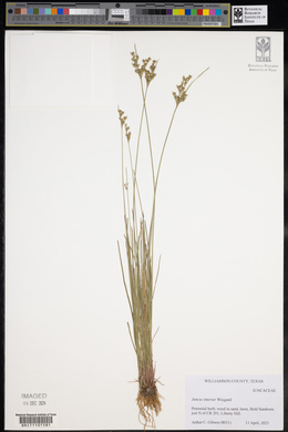 Juncus interior image