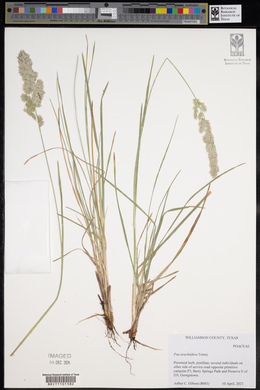 Poa arachnifera image