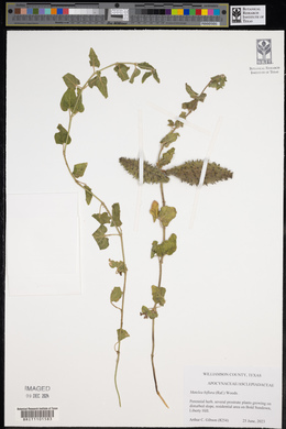 Matelea biflora image