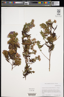 Symphyotrichum praealtum image