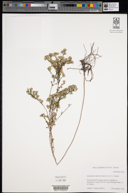 Symphyotrichum ericoides image