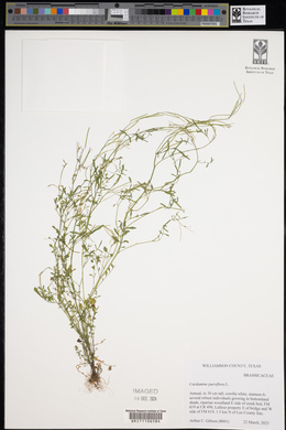 Cardamine parviflora image