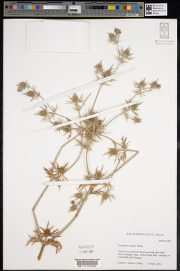 Eryngium hookeri image