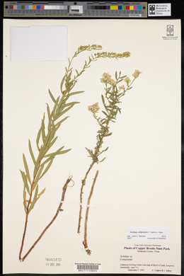 Solidago altiplanities image