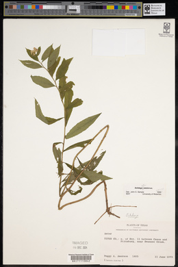 Solidago radula image