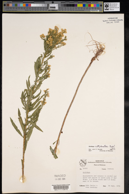 Solidago altiplanities image