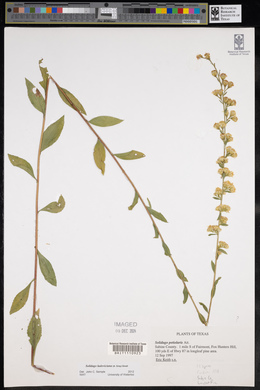 Solidago ludoviciana image