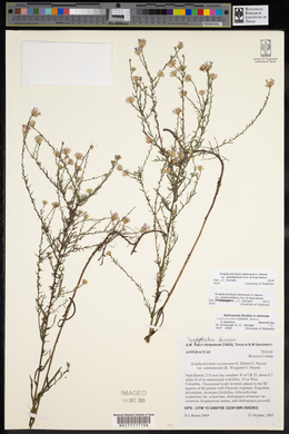 Symphyotrichum dumosum var. dumosum image