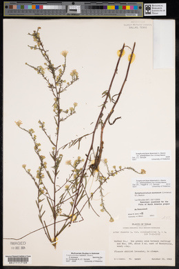 Symphyotrichum dumosum var. dumosum image