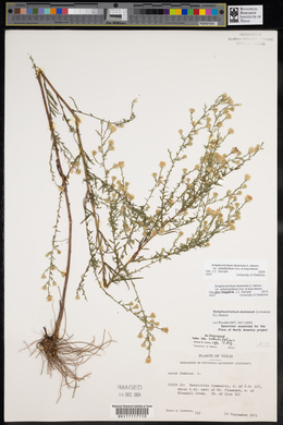 Symphyotrichum dumosum var. dumosum image