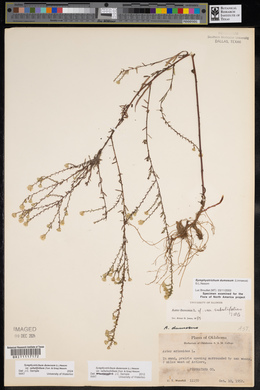 Symphyotrichum dumosum var. dumosum image