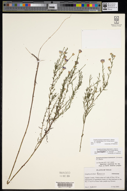 Symphyotrichum dumosum var. dumosum image