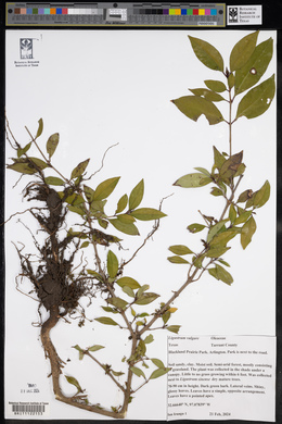 Ligustrum vulgare image