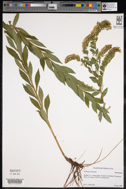 Solidago delicatula image