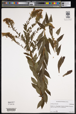 Solidago delicatula image