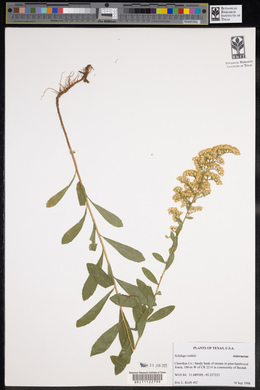 Solidago radula image