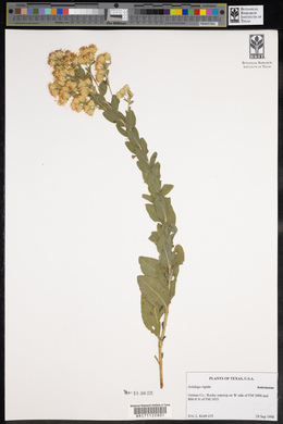 Solidago rigida image