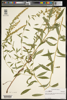 Solidago delicatula image