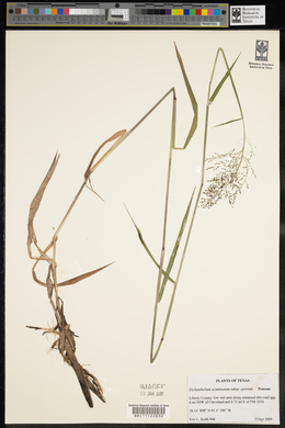 Dichanthelium acuminatum subsp. spretum image