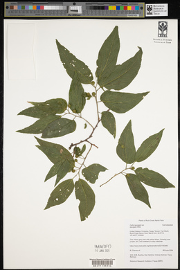 Celtis laevigata var. laevigata image