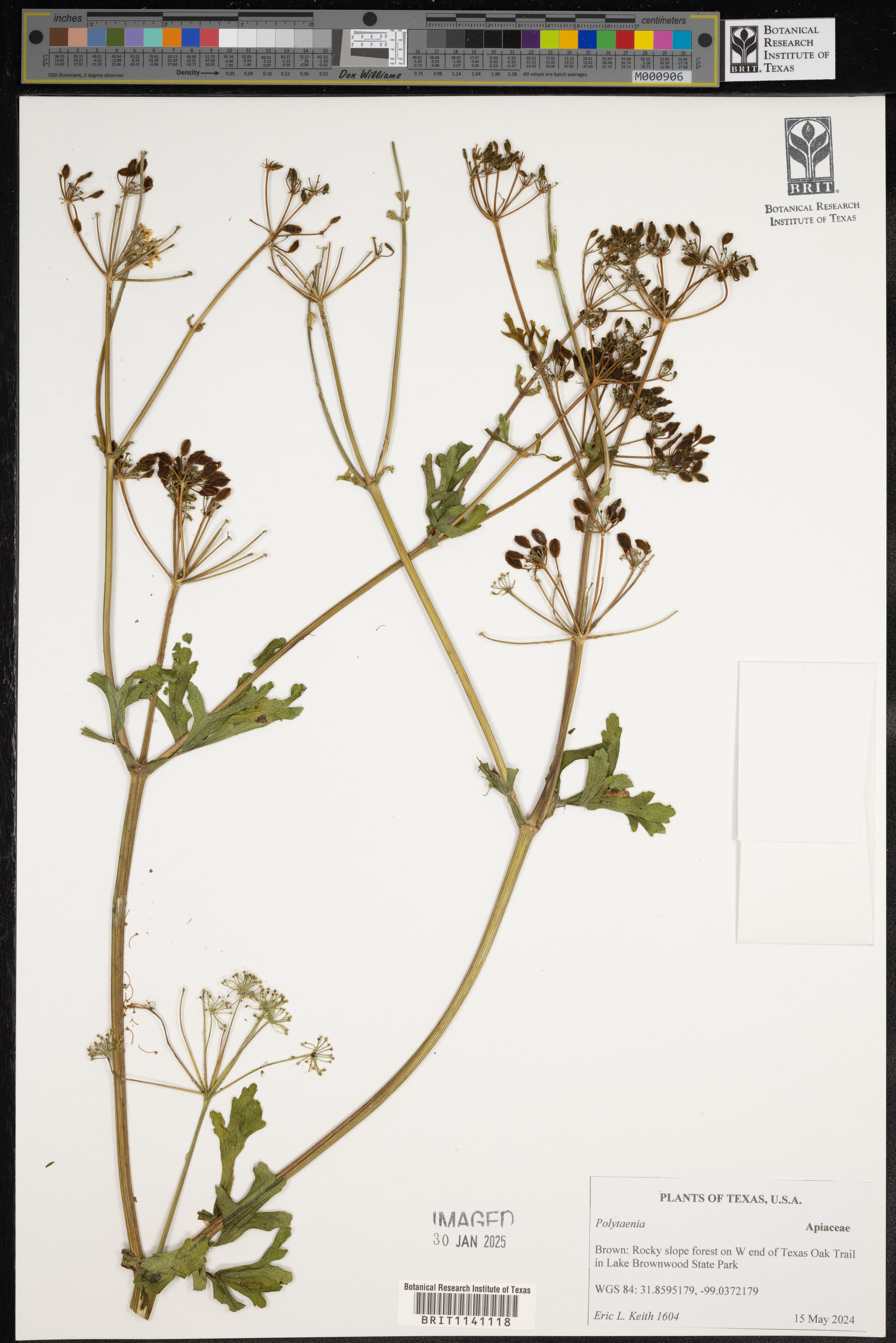 Polytaenia