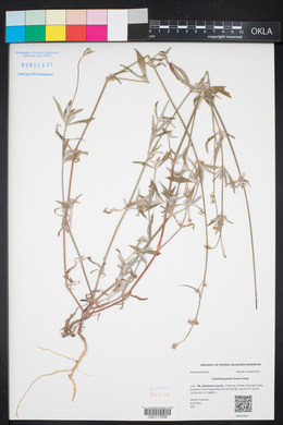 Froelichia gracilis image