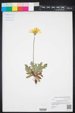 Pyrrhopappus grandiflorus image