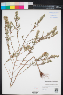 Symphyotrichum drummondii image